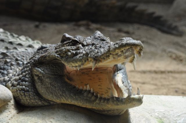 O μεγαλύτερος γνωστός κροκόδειλος «τρομοκρατούσε τους προγόνους μας»